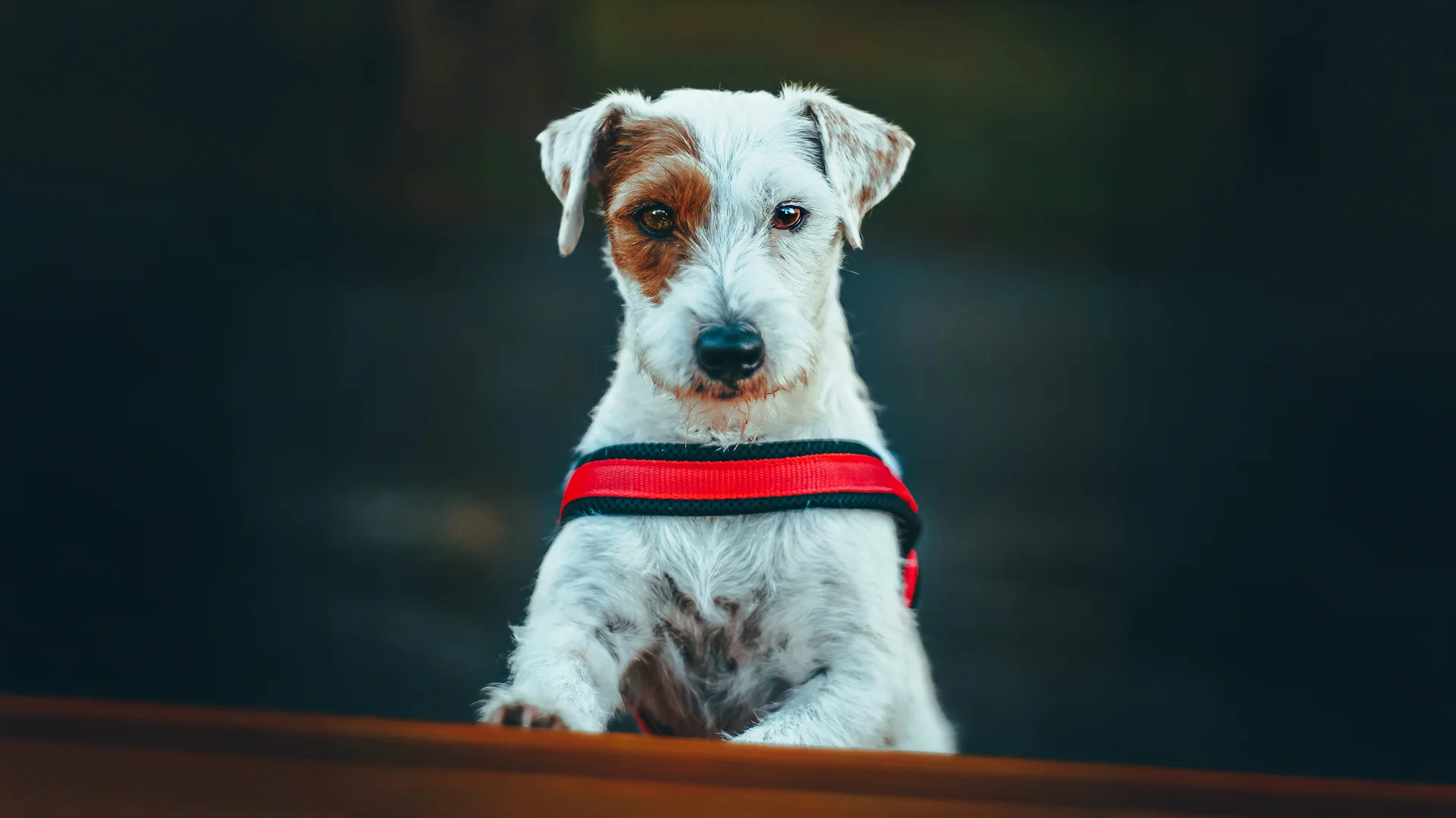 Alert Dog Wearing Red and Black Harness White dog with brown patch over eye wearing a red and black harness looking forward attentively.