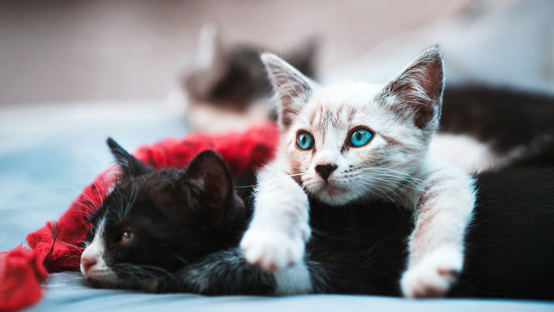 Blue-Eyed Kitten Lying on Another Cat White kitten with bright blue eyes resting on a black cat with a red scarf nearby.