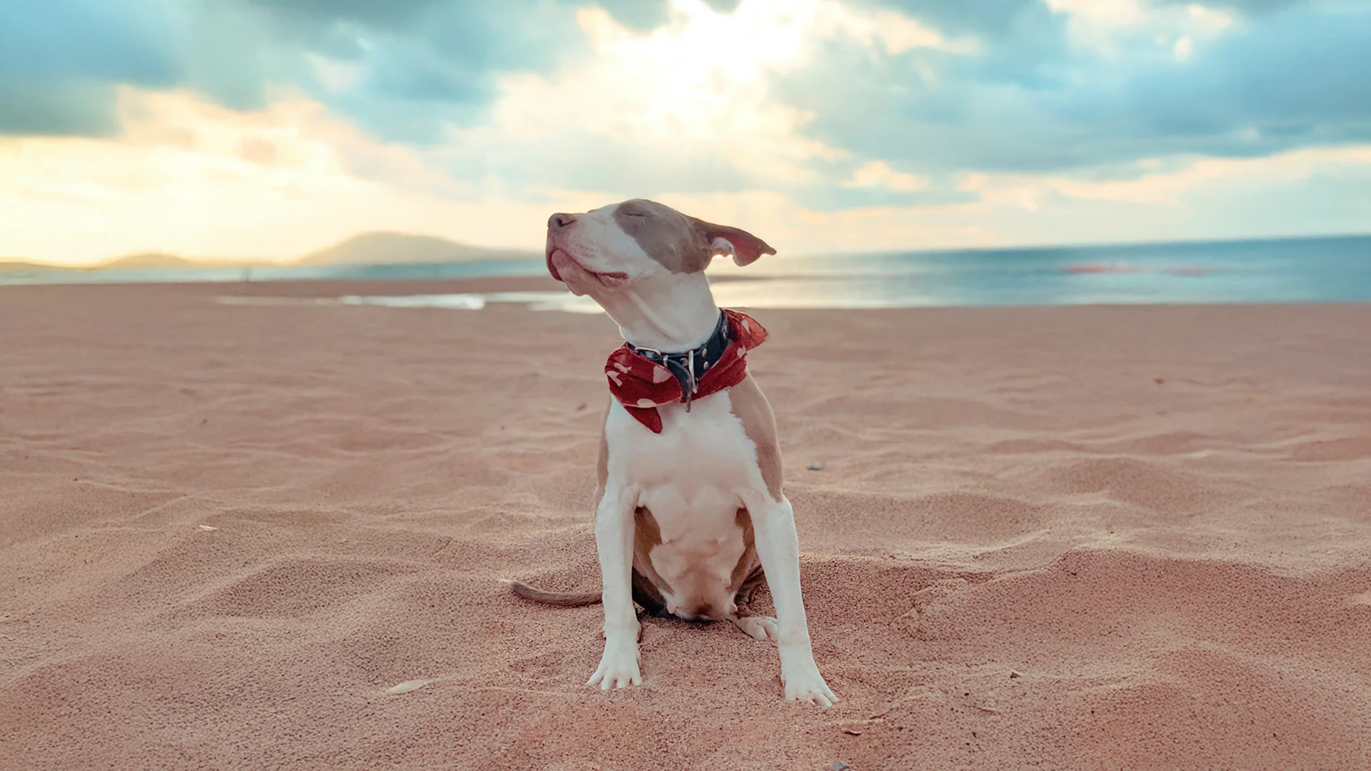 Dog Sitting on the Beach at Sunset