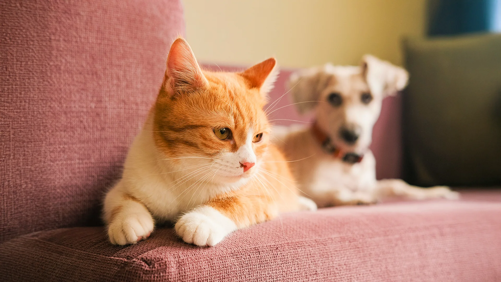 Orange Cat and Small Dog on Purple Couch Orange and white cat lounging on a purple couch with a small dog in the background.