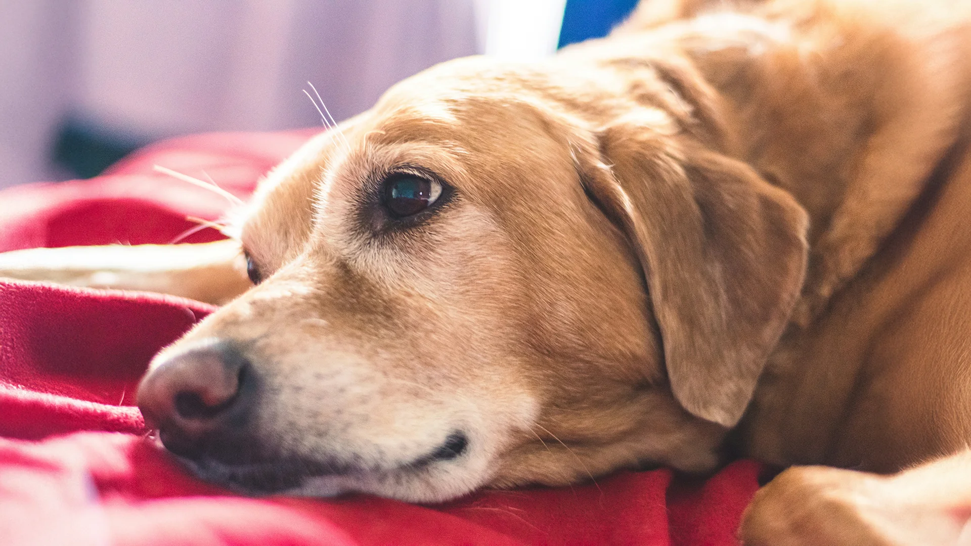 Senior Dog Resting on Red Blanket Close-up of an older dog lying peacefully on a red blanket.