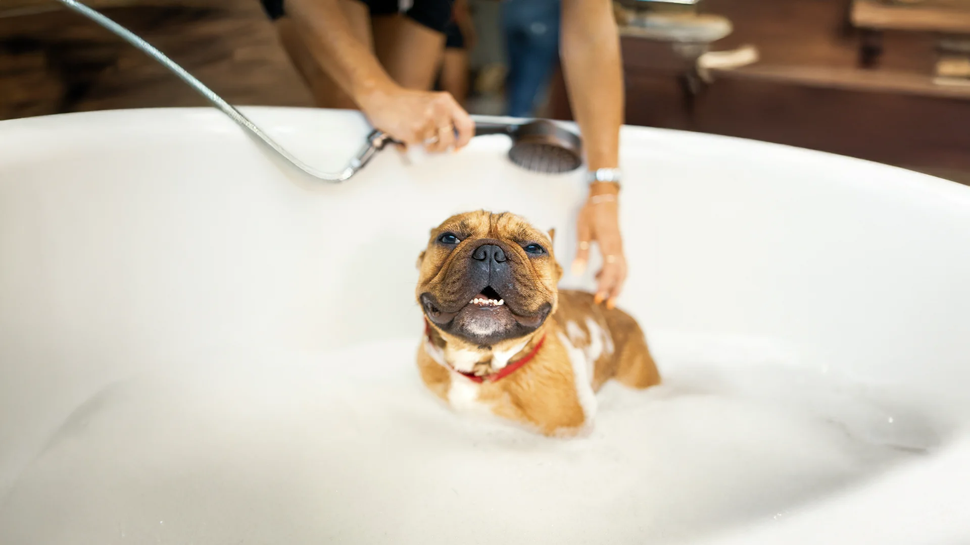 Smiling Dog Getting a Bath in Tub Happy dog in a bubble bath while being washed by a person.