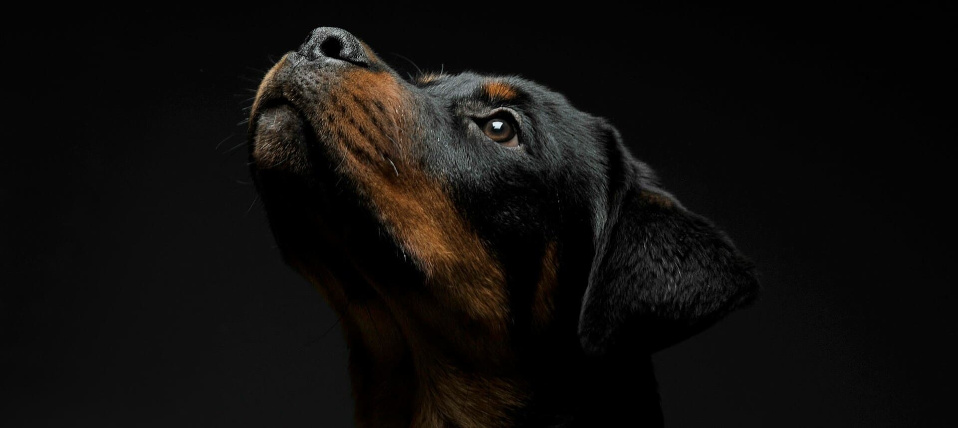 Black and brown rottweiler