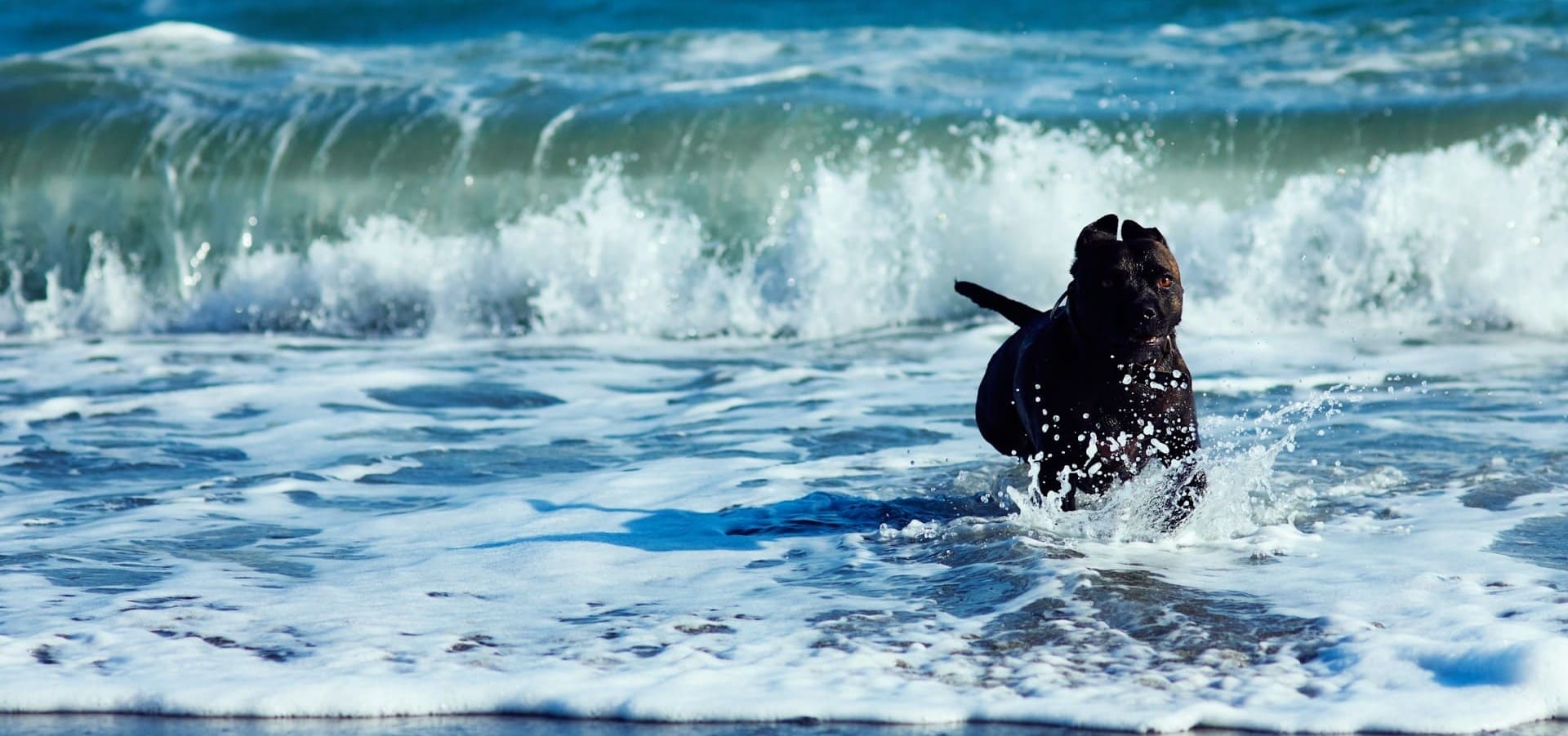 Black pug lounging indoors