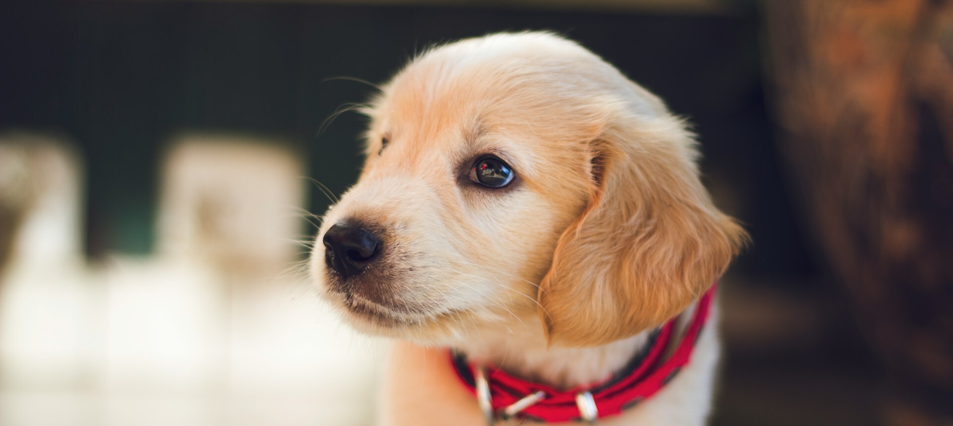 Close-up of a puppy head