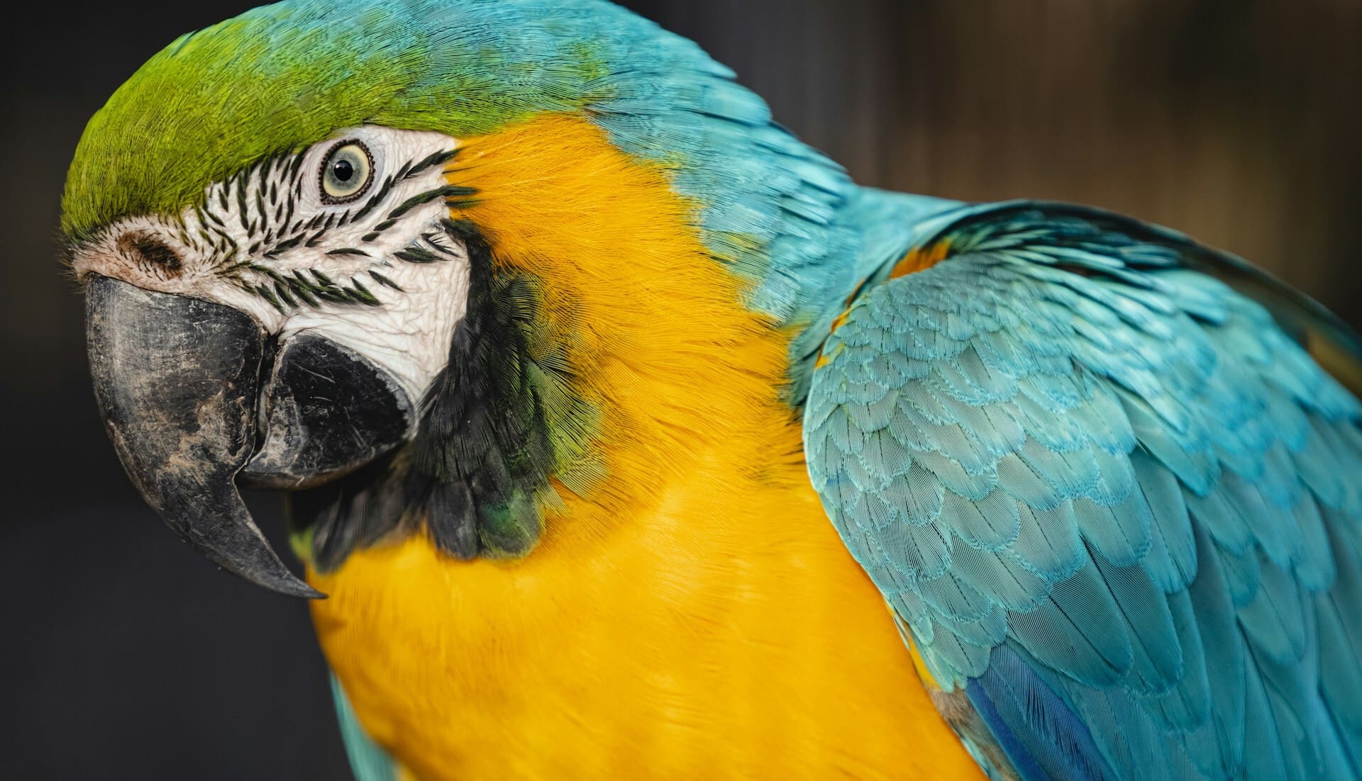 Close up of colorful parrot