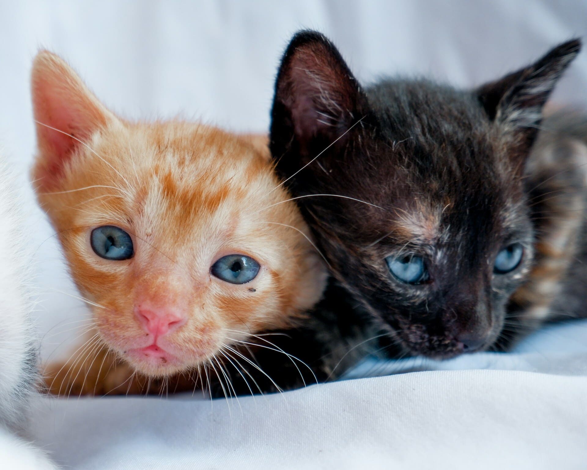 Close-up of two kittens' faces