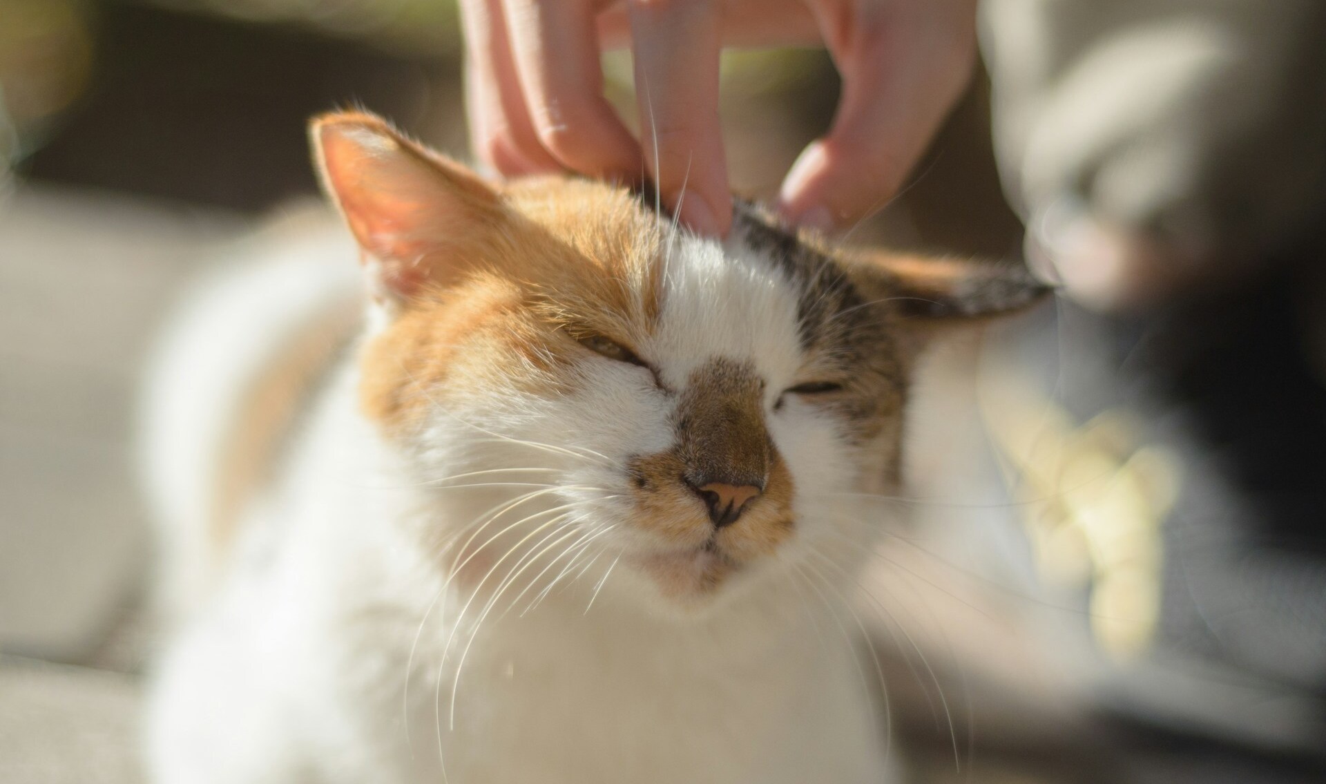 Content cat enjoys affection.