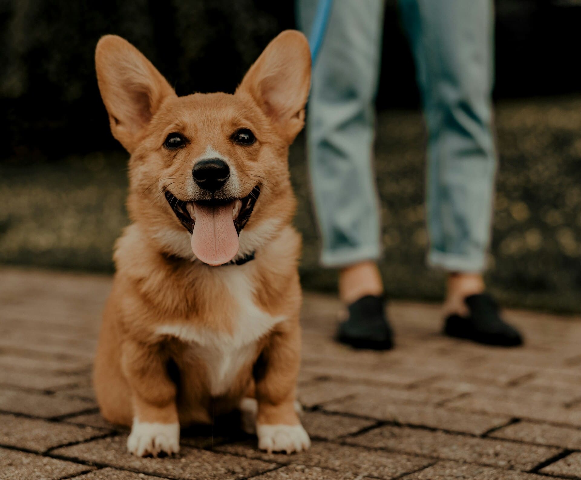 White dog in wilderness