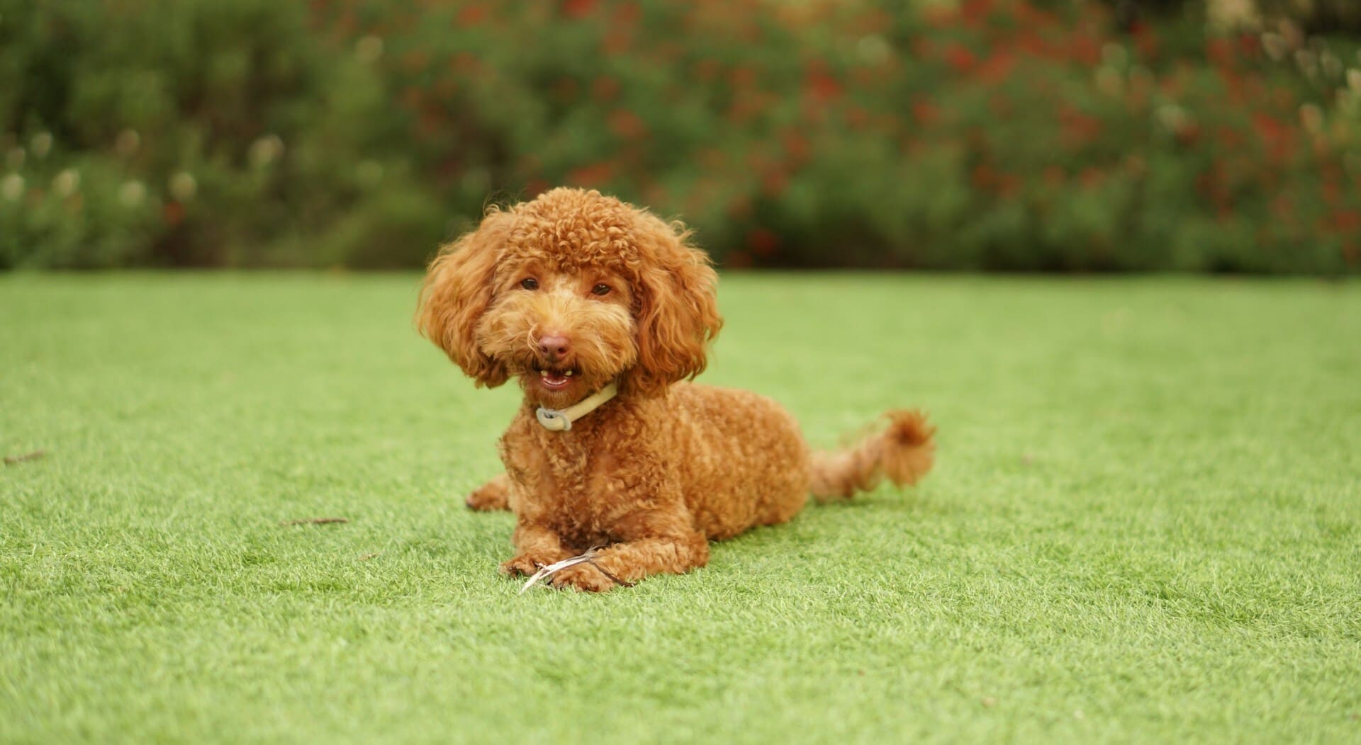 Curly dog lying outdoors