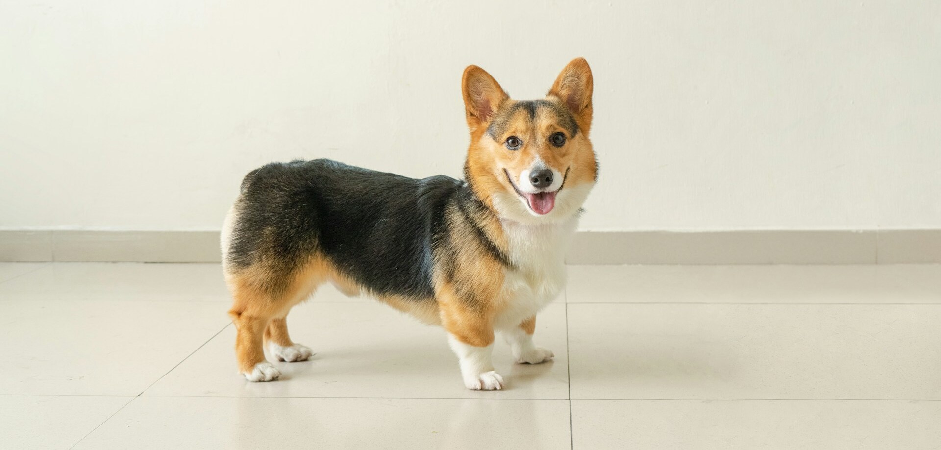 Cute Corgi with tongue out