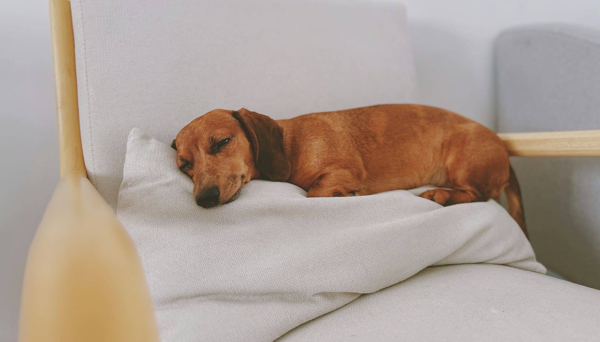 Dachshund sleeping on chair Dachshund sleeping on chair