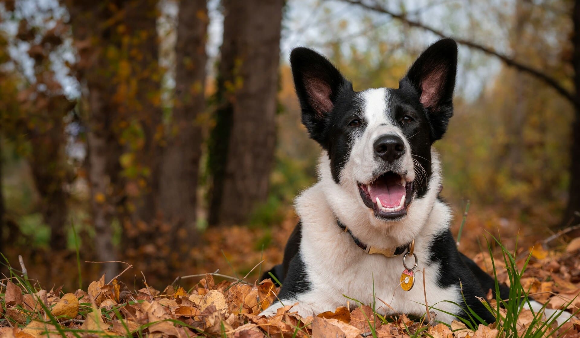 Dog relaxing autumn leaves