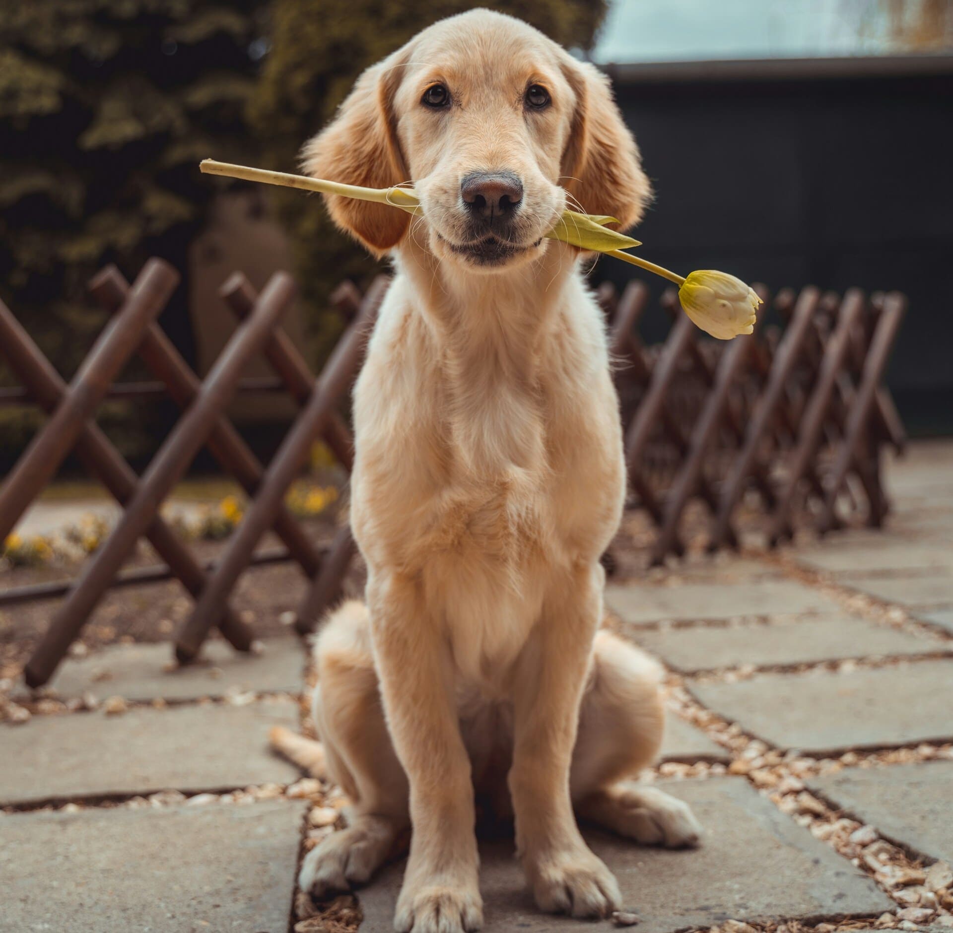 Dog with tulip in mouth.