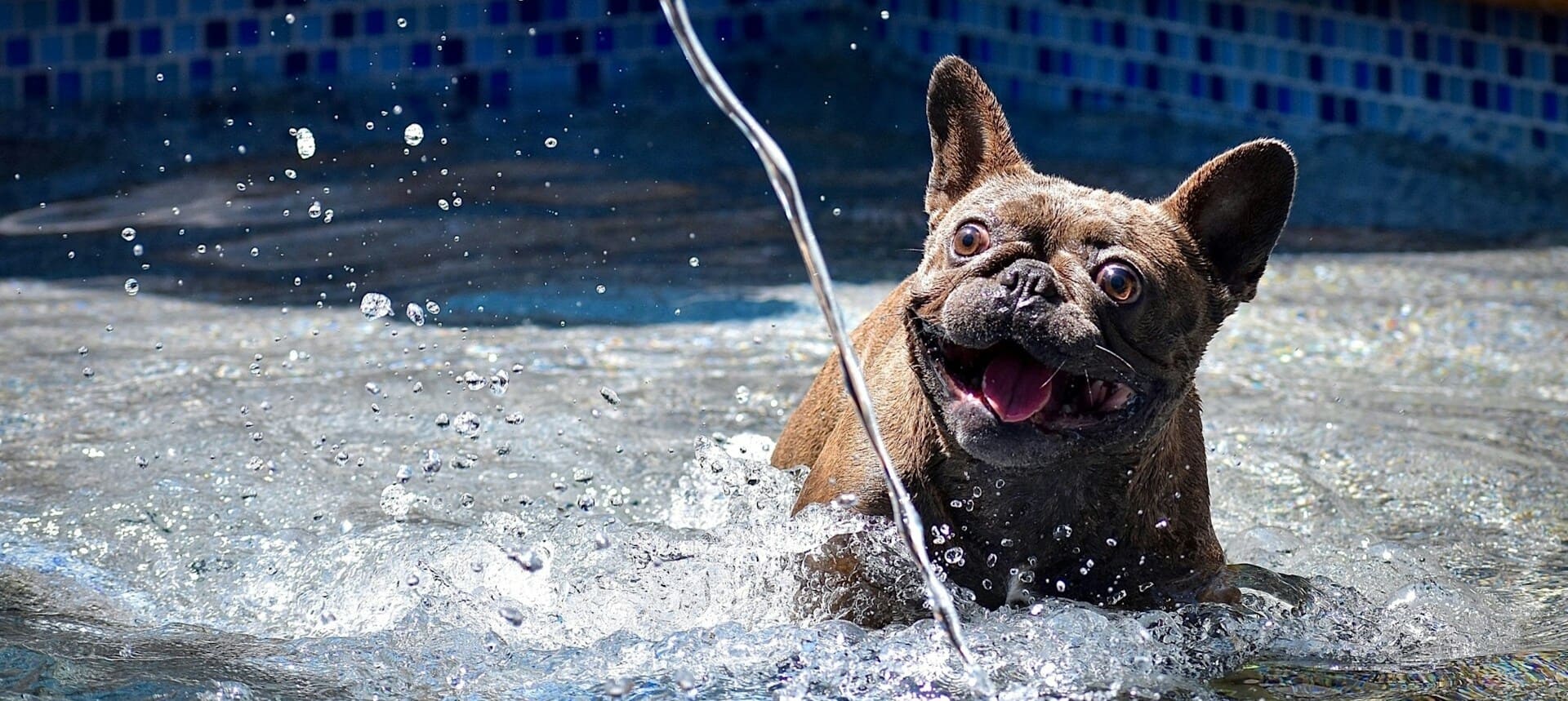 Excited dog splashing water