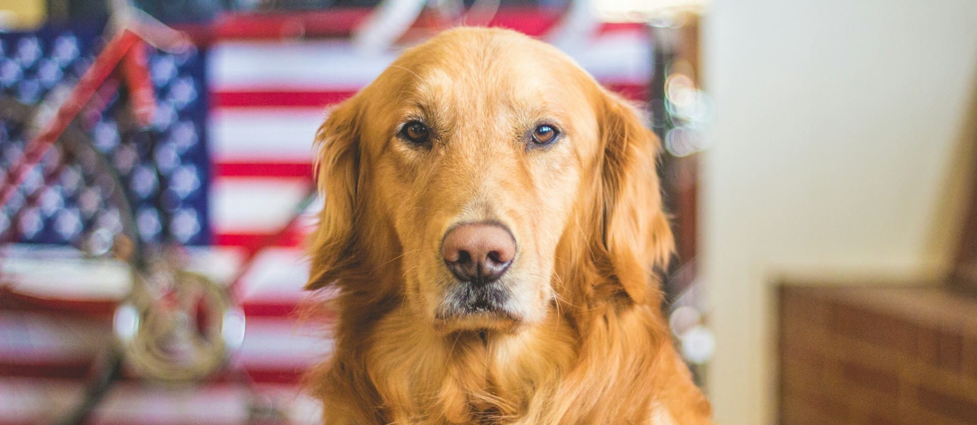 Golden retriever in front of flag.