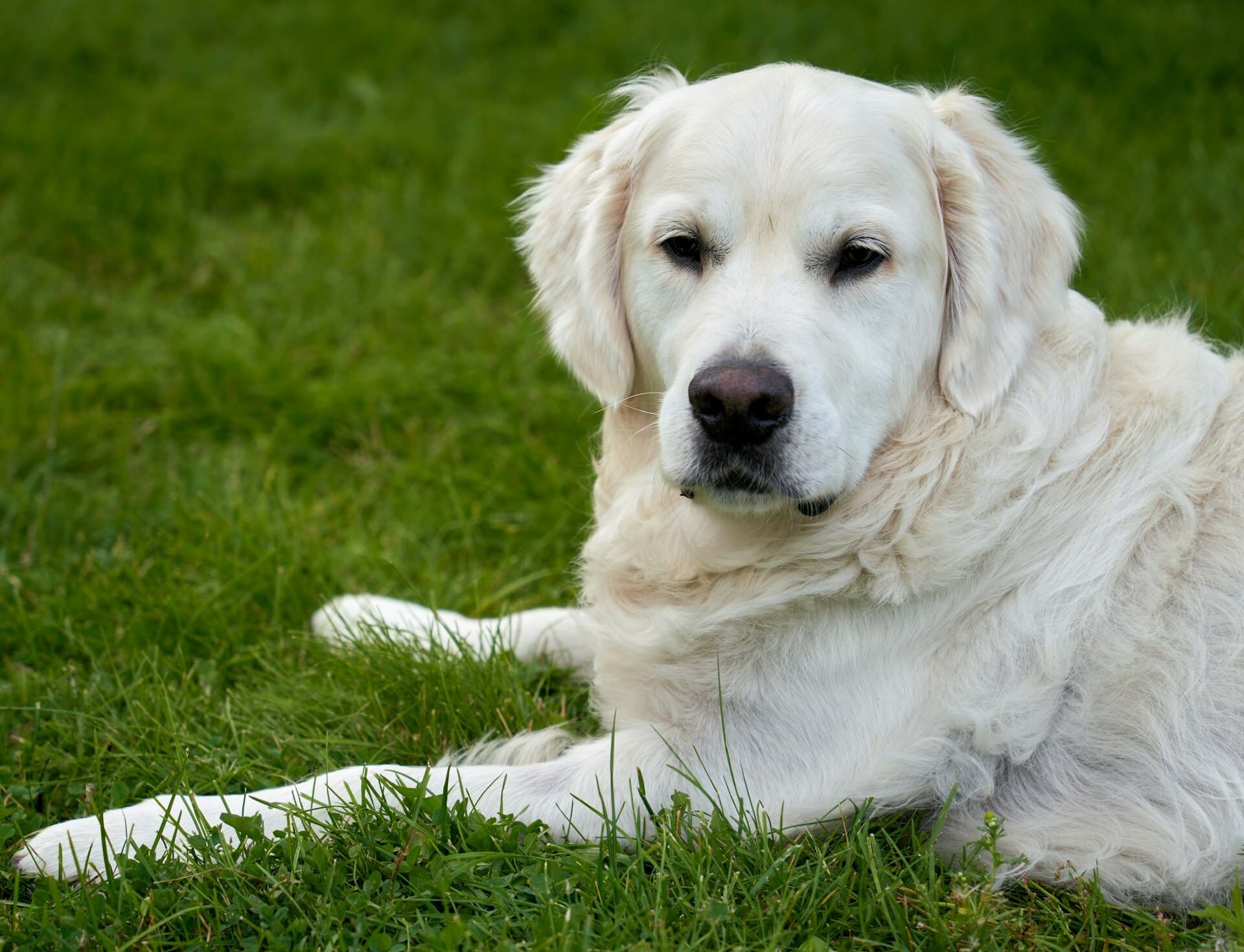 Golden retriever resting lawn