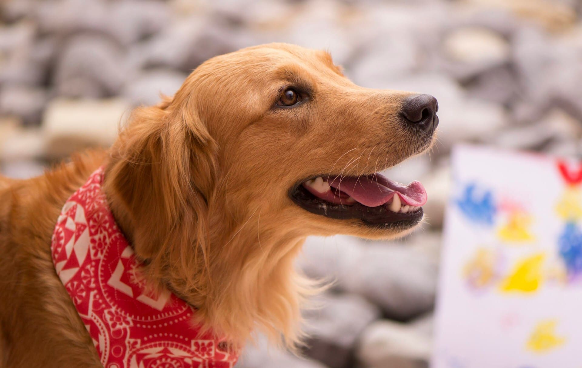 Golden retriever smiling brightly