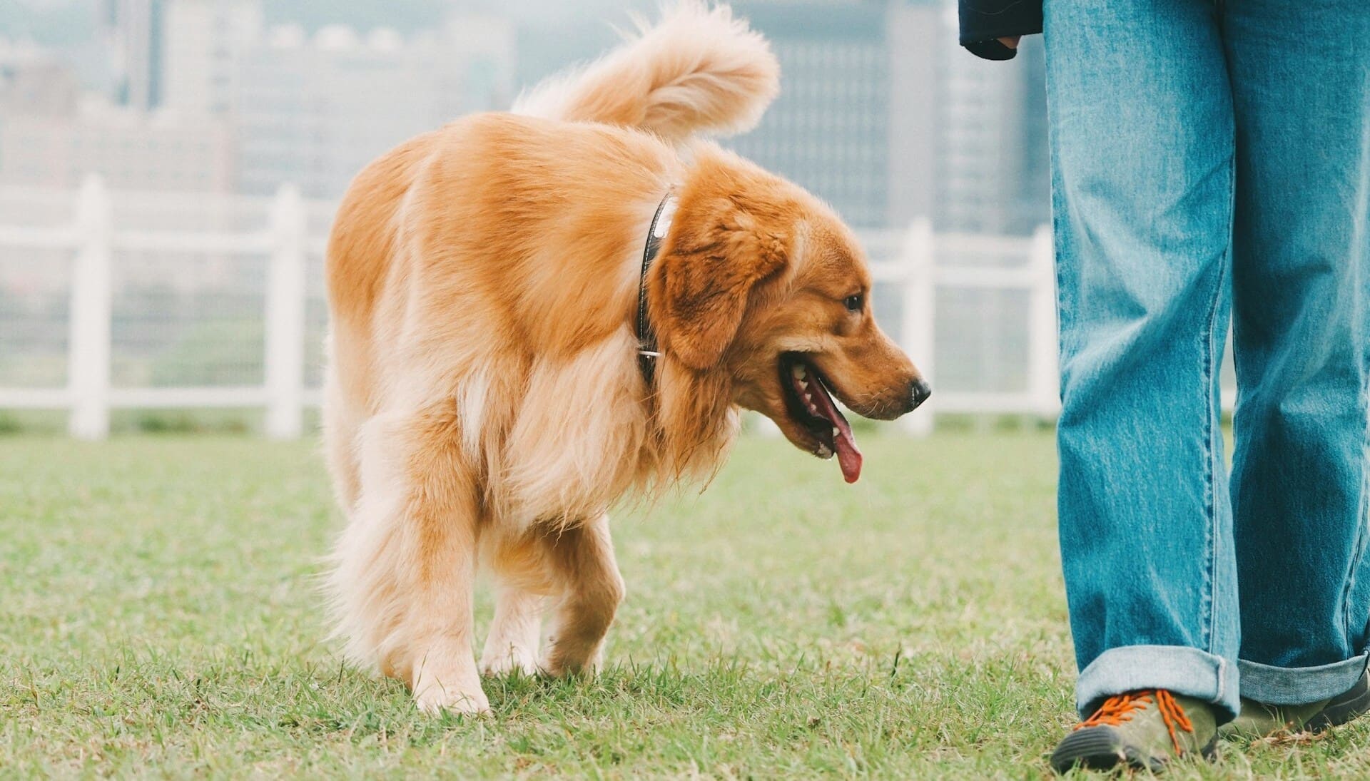 Golden retriever walking outdoors