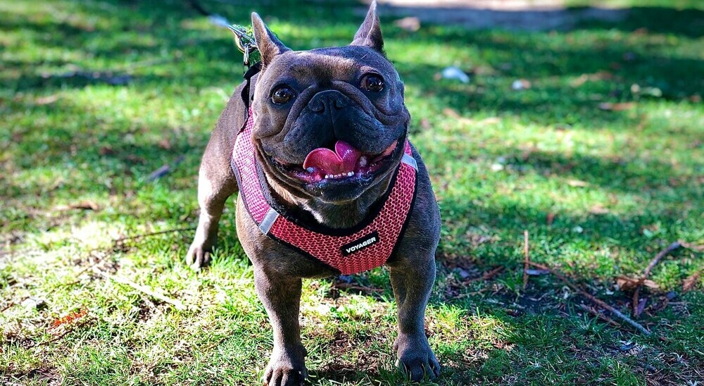 Happy French bulldog outside