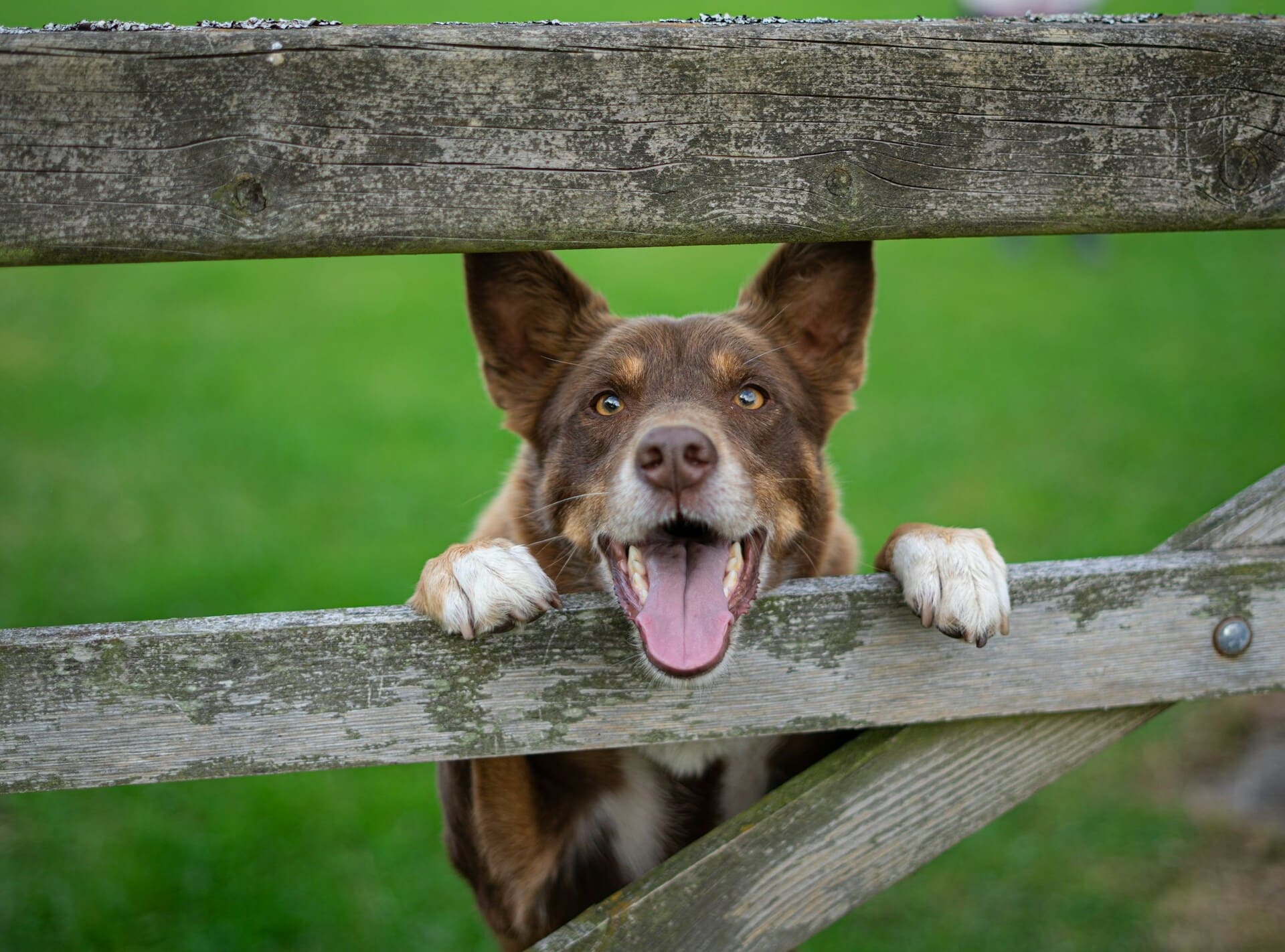 Happy dog behind fence
