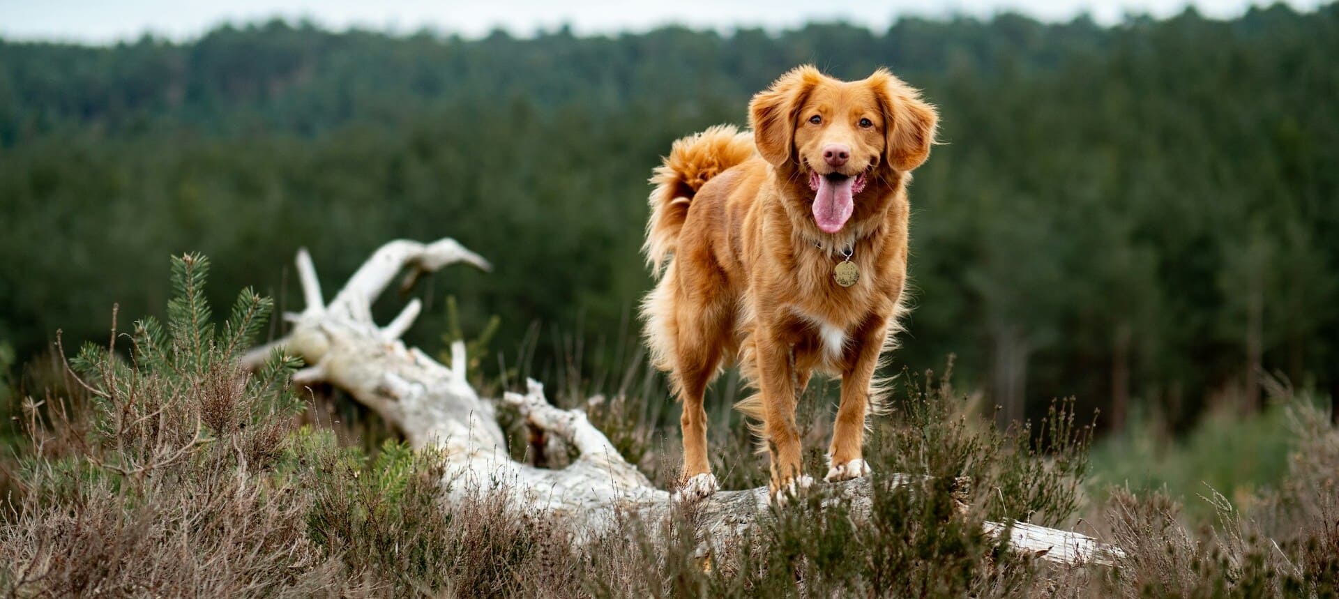 Happy dog in forest