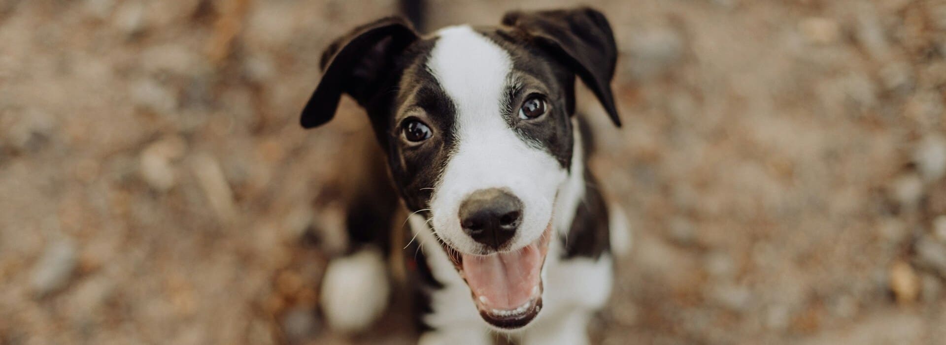 Happy puppy looking up