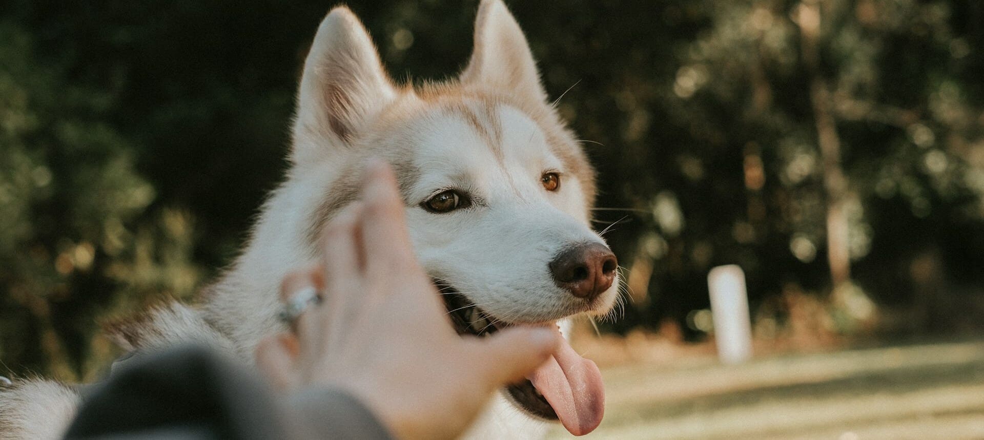 Husky enjoying gentle touch