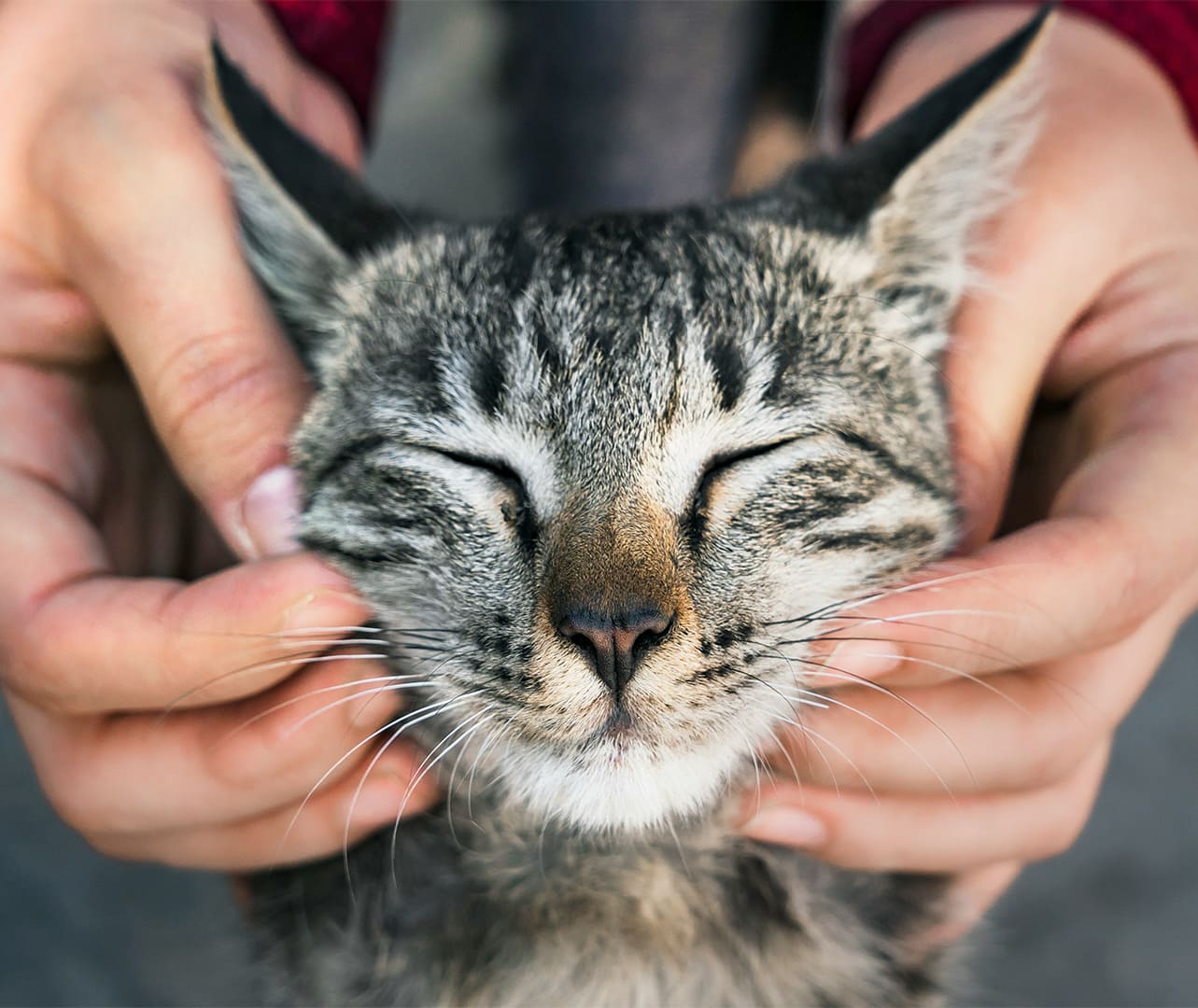 Person gently petting tabby cat