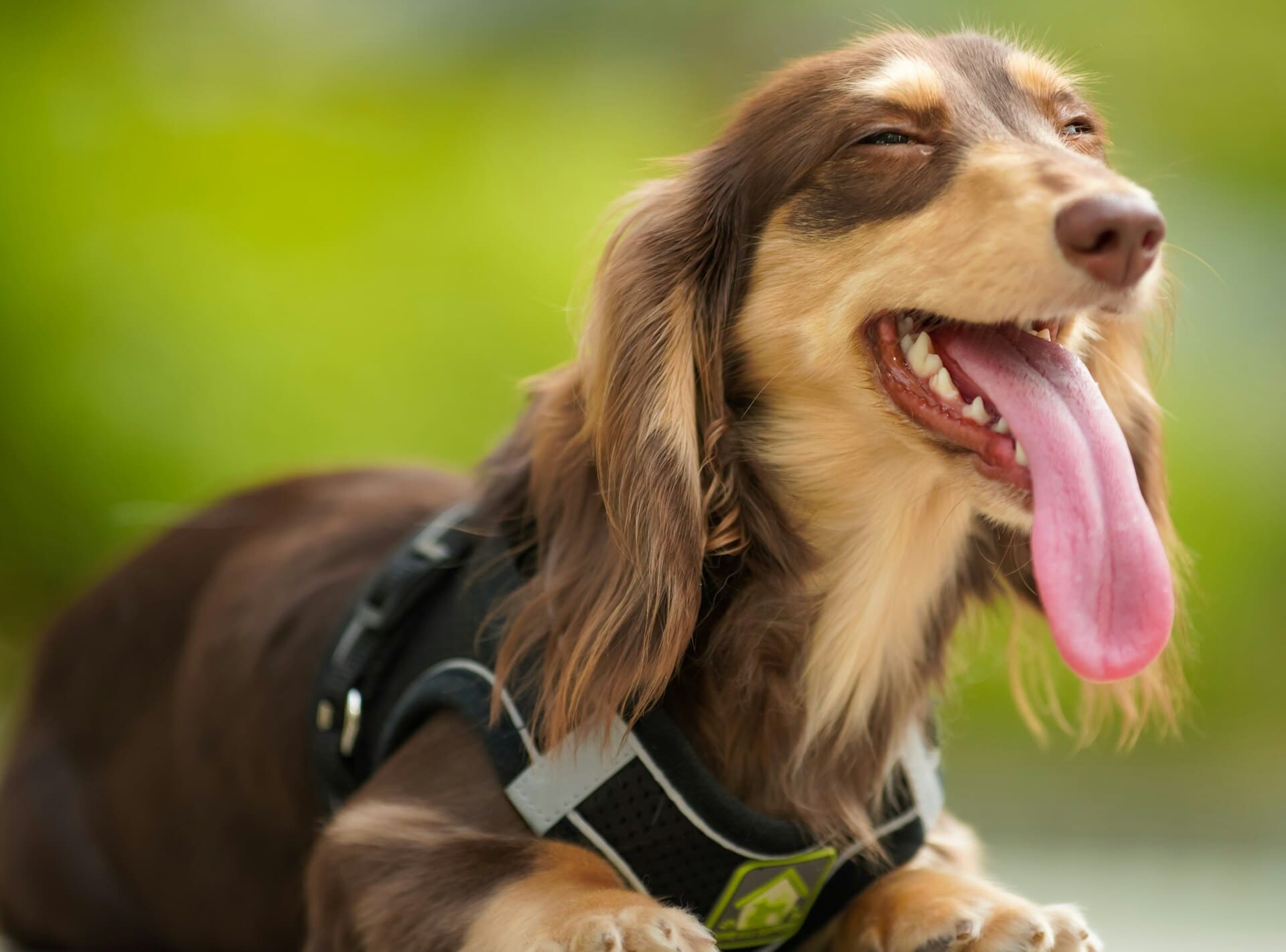 Playful dog tongue out
