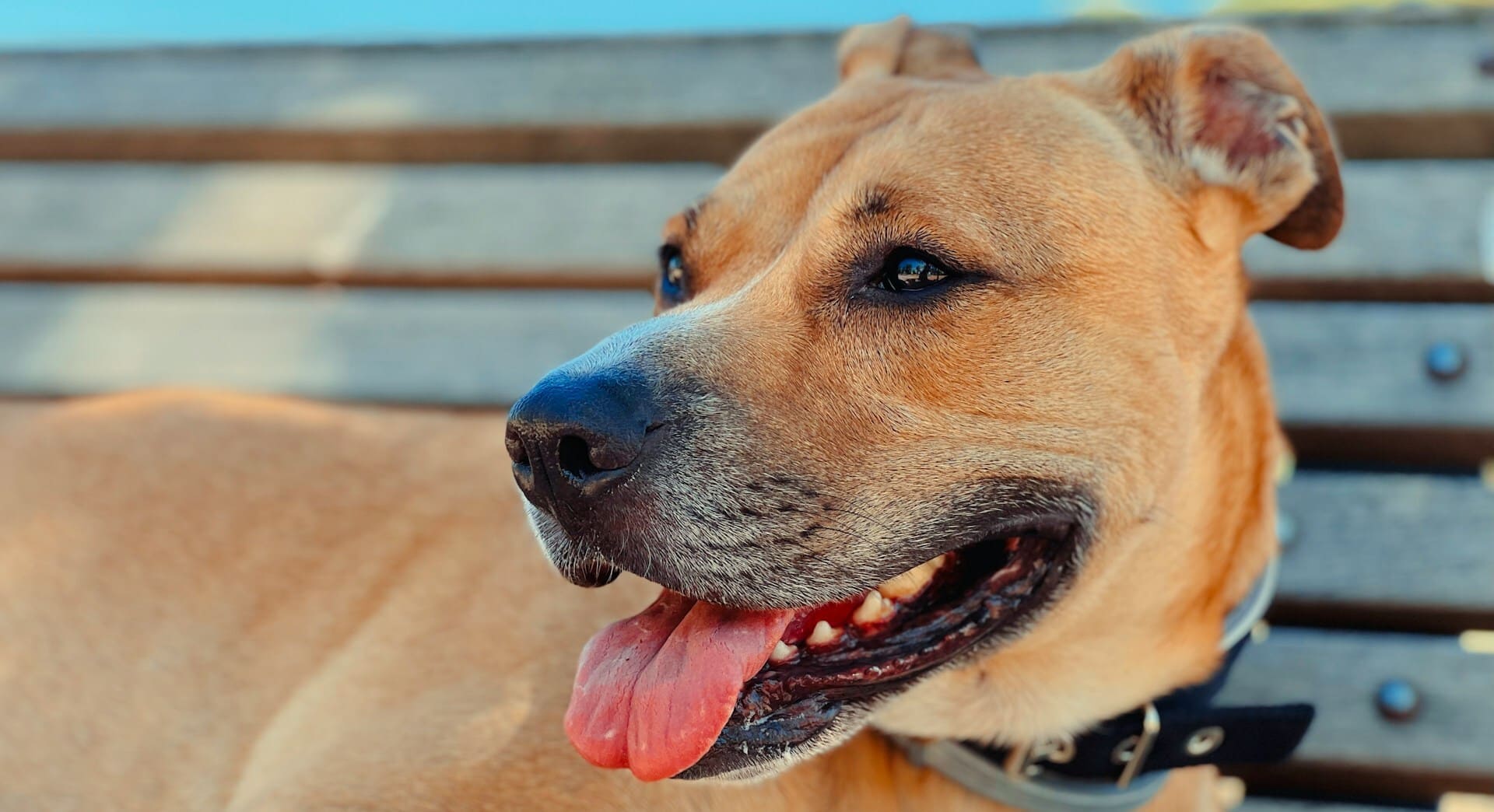 Relaxed tan dog panting