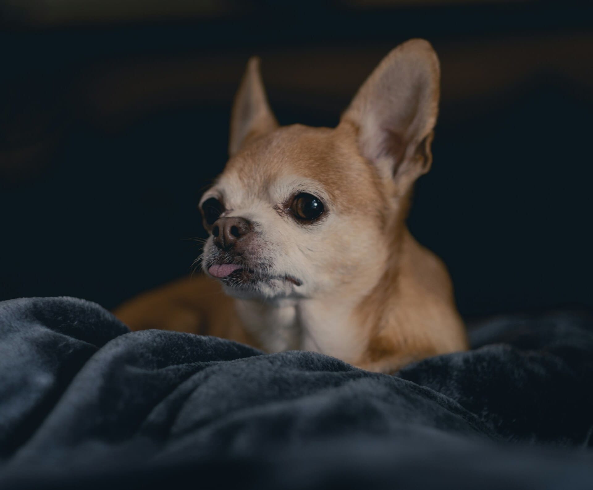Small chihuahua on blanket
