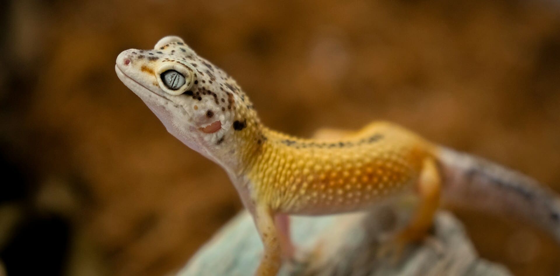 Spotted gecko looking up and out.
