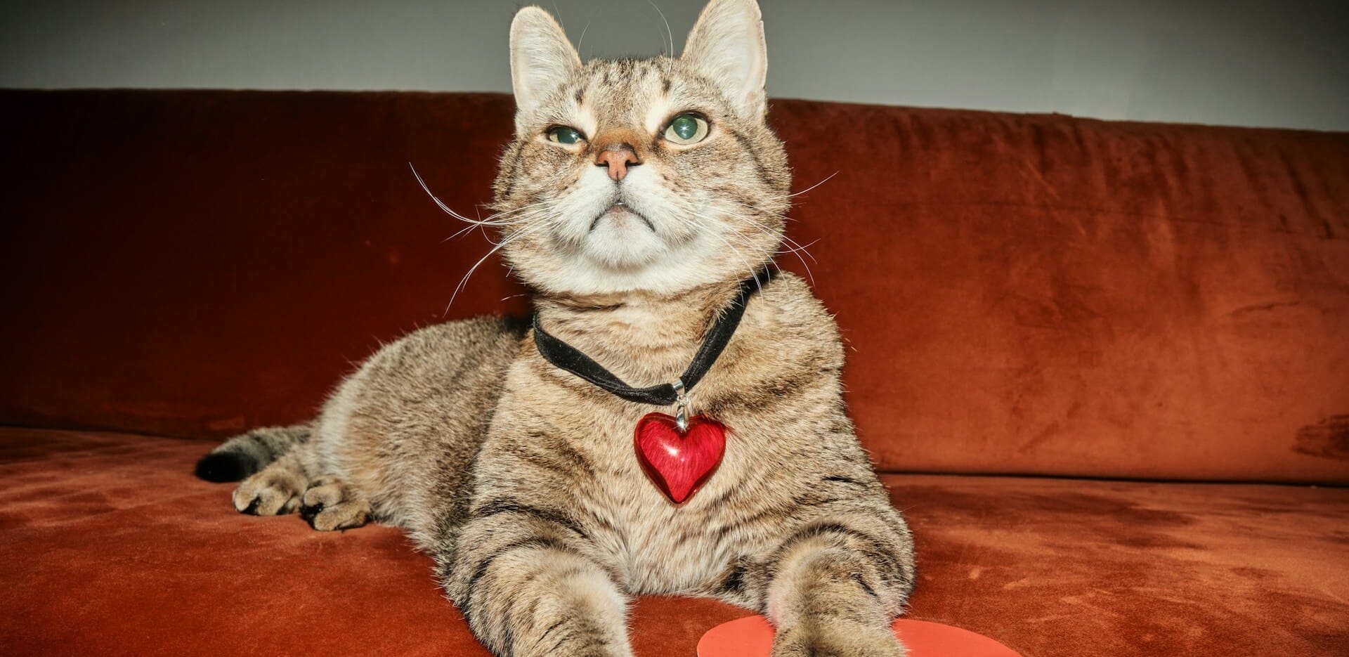 Tabby cat wearing heart necklace