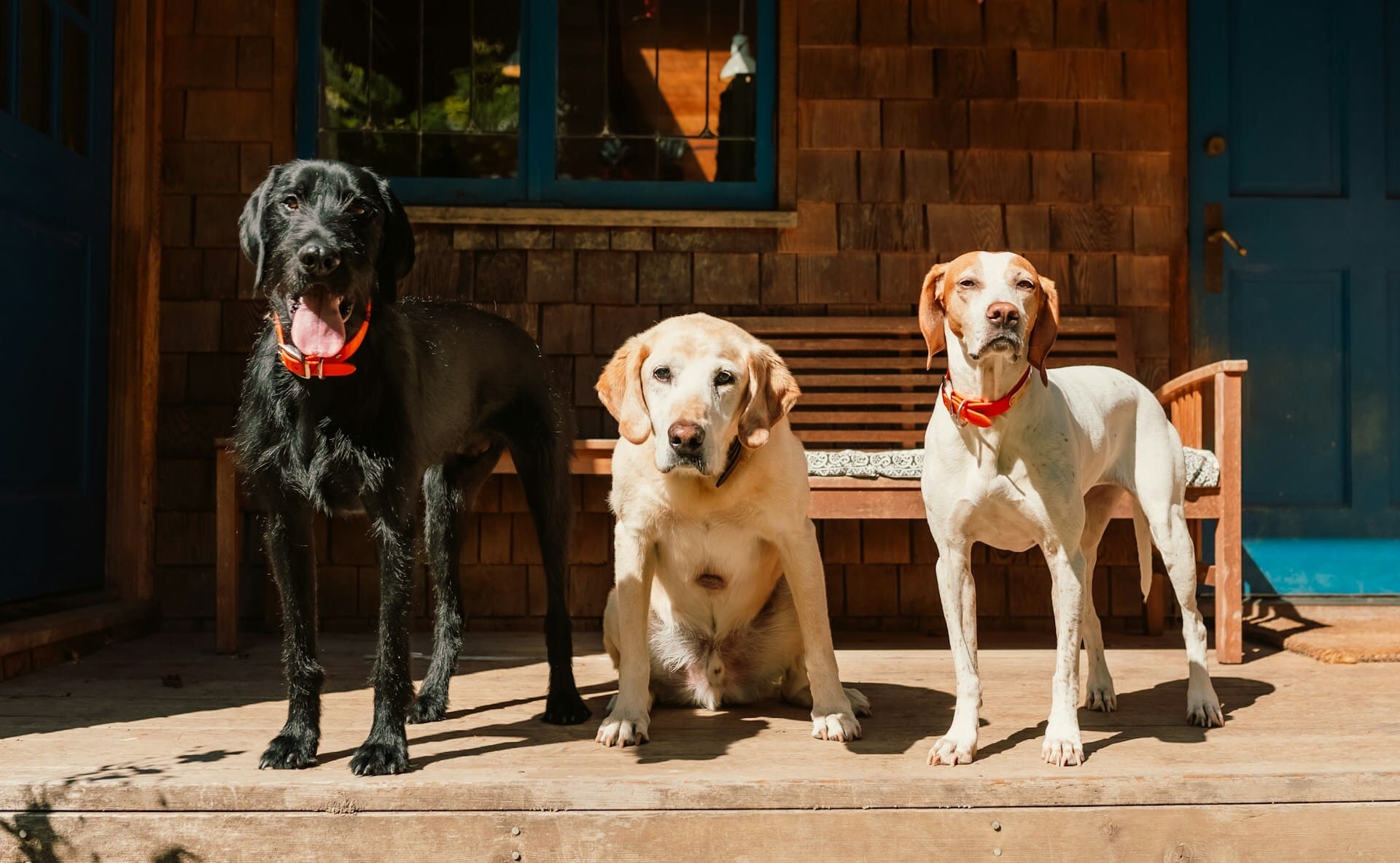 Three dogs posing outdoors