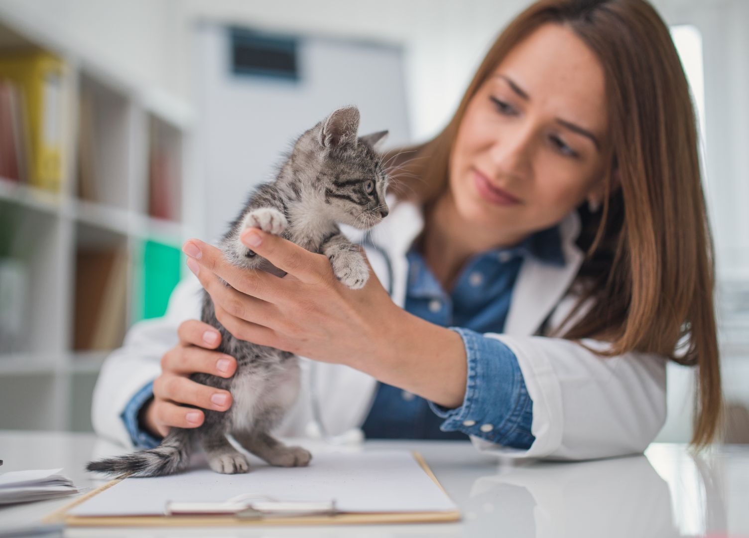 Vet checks kitten at clinic.