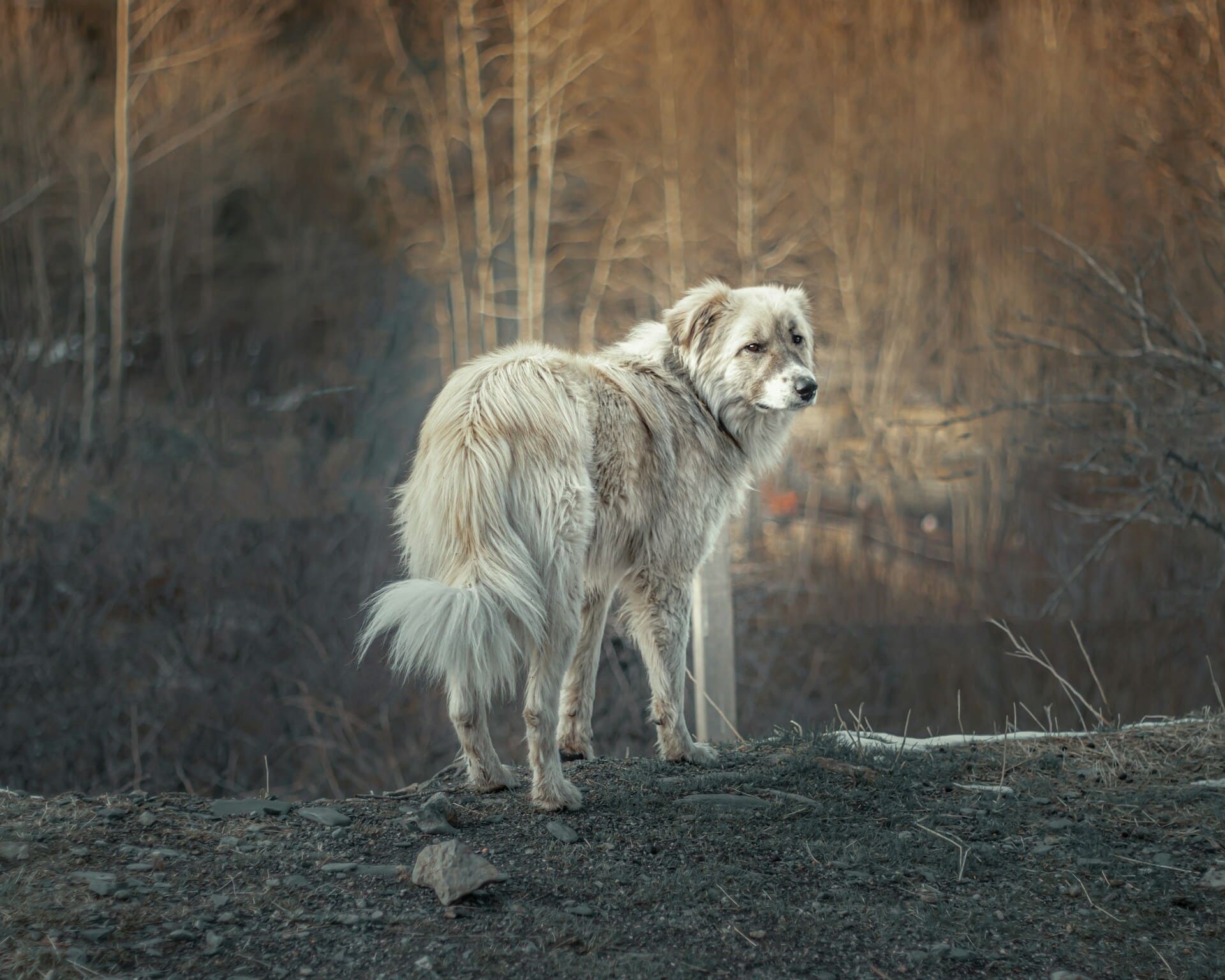 White dog in wilderness