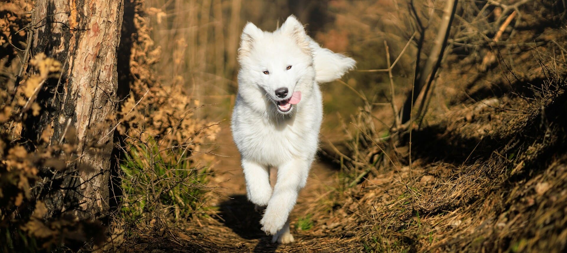 White dog running forest