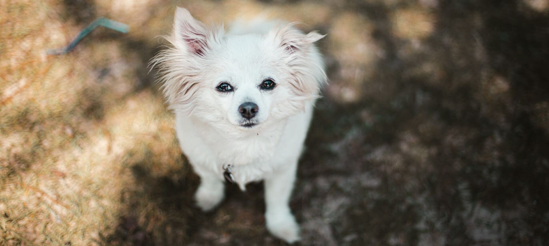 White fluffy dog outside