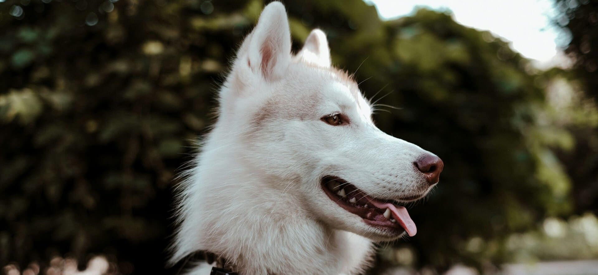 White husky side view