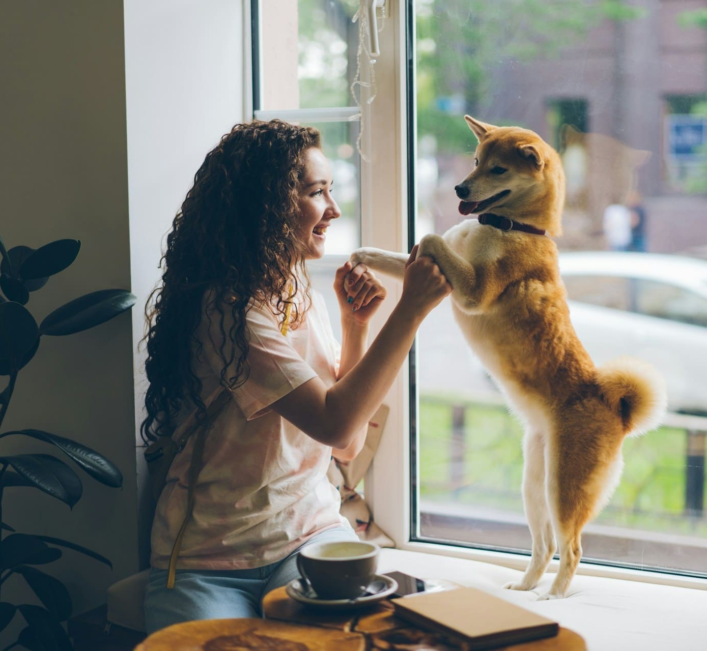Woman greets standing Shiba
