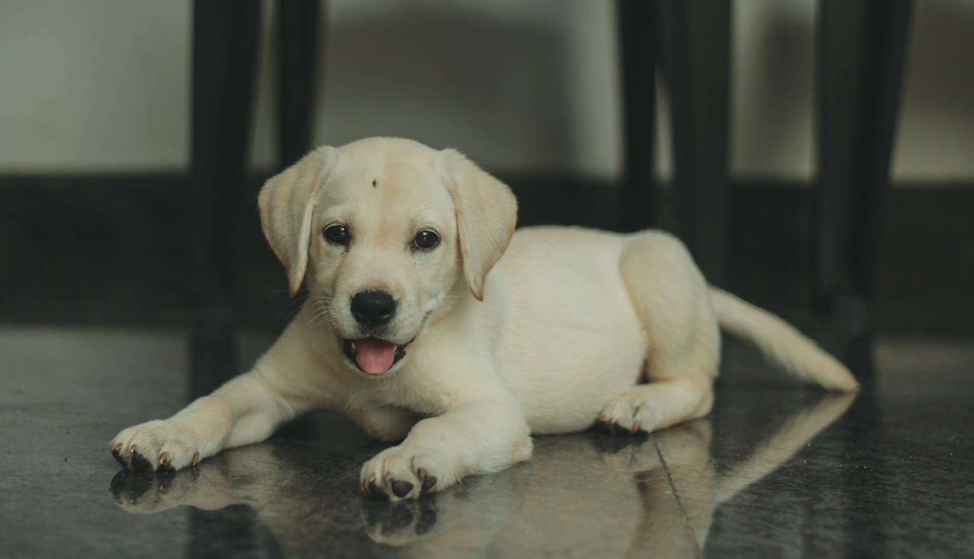 Yellow puppy resting indoors