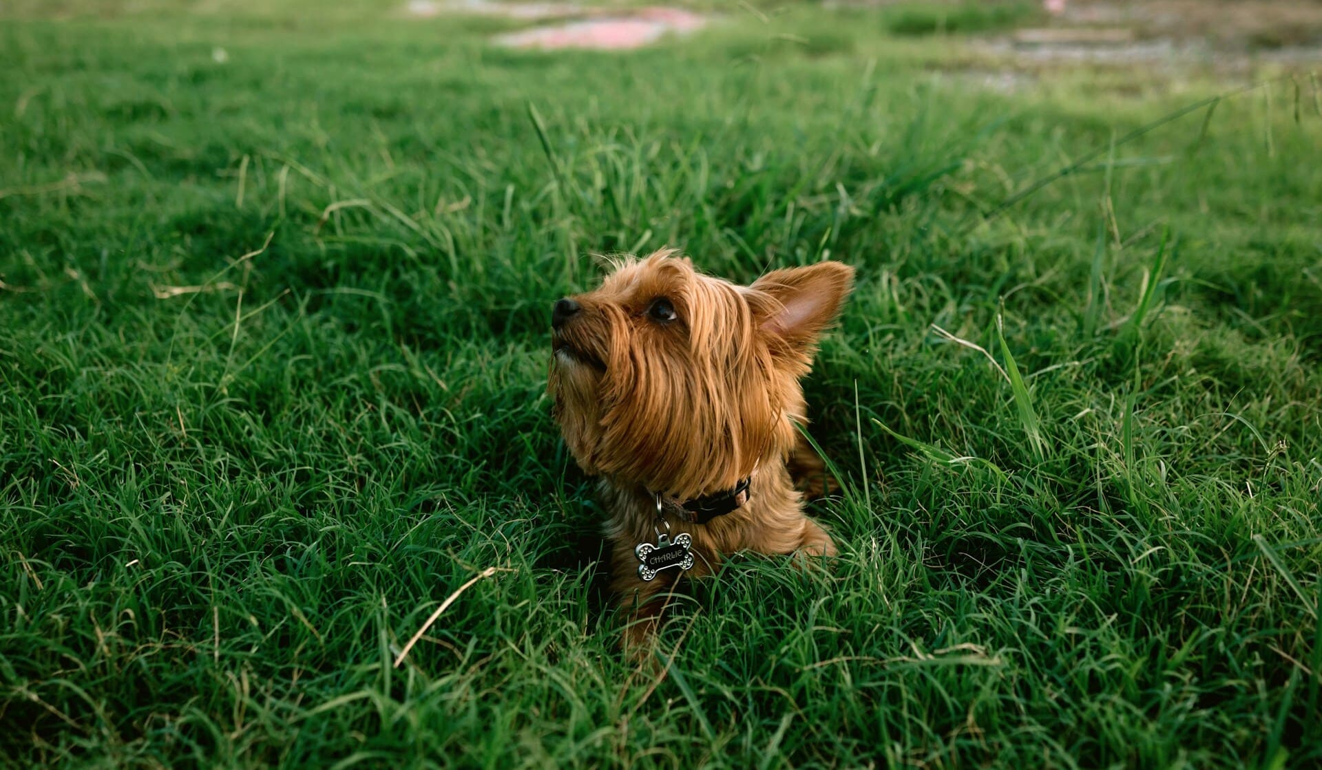 orkshire terrier enjoying grass