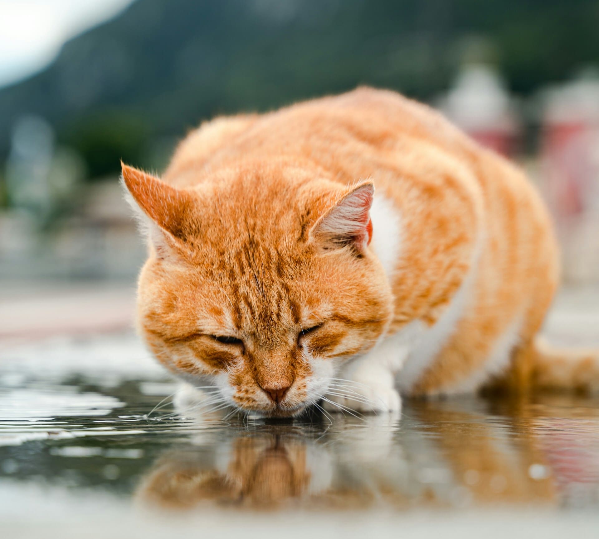 Cat drinking water icon