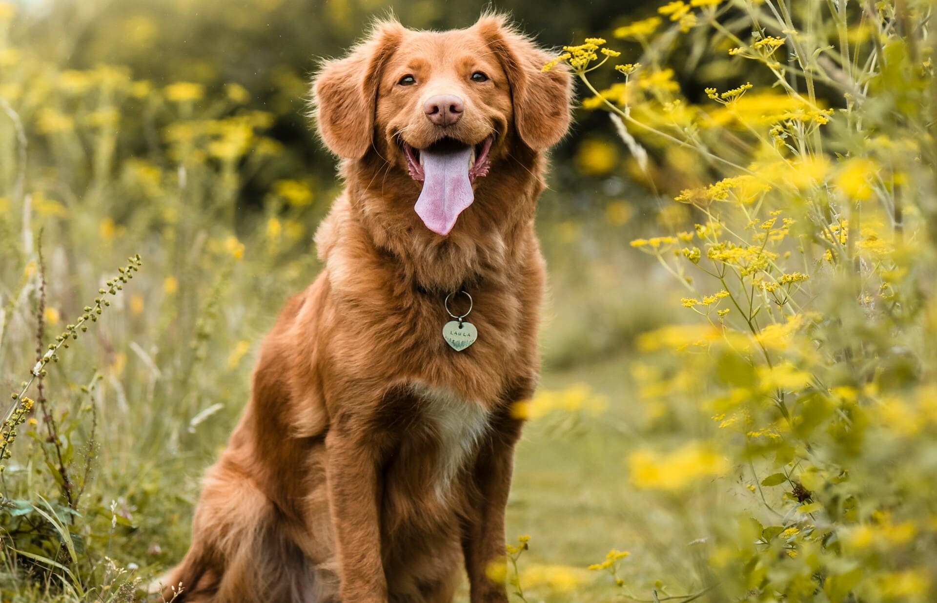 Happy dog field icon