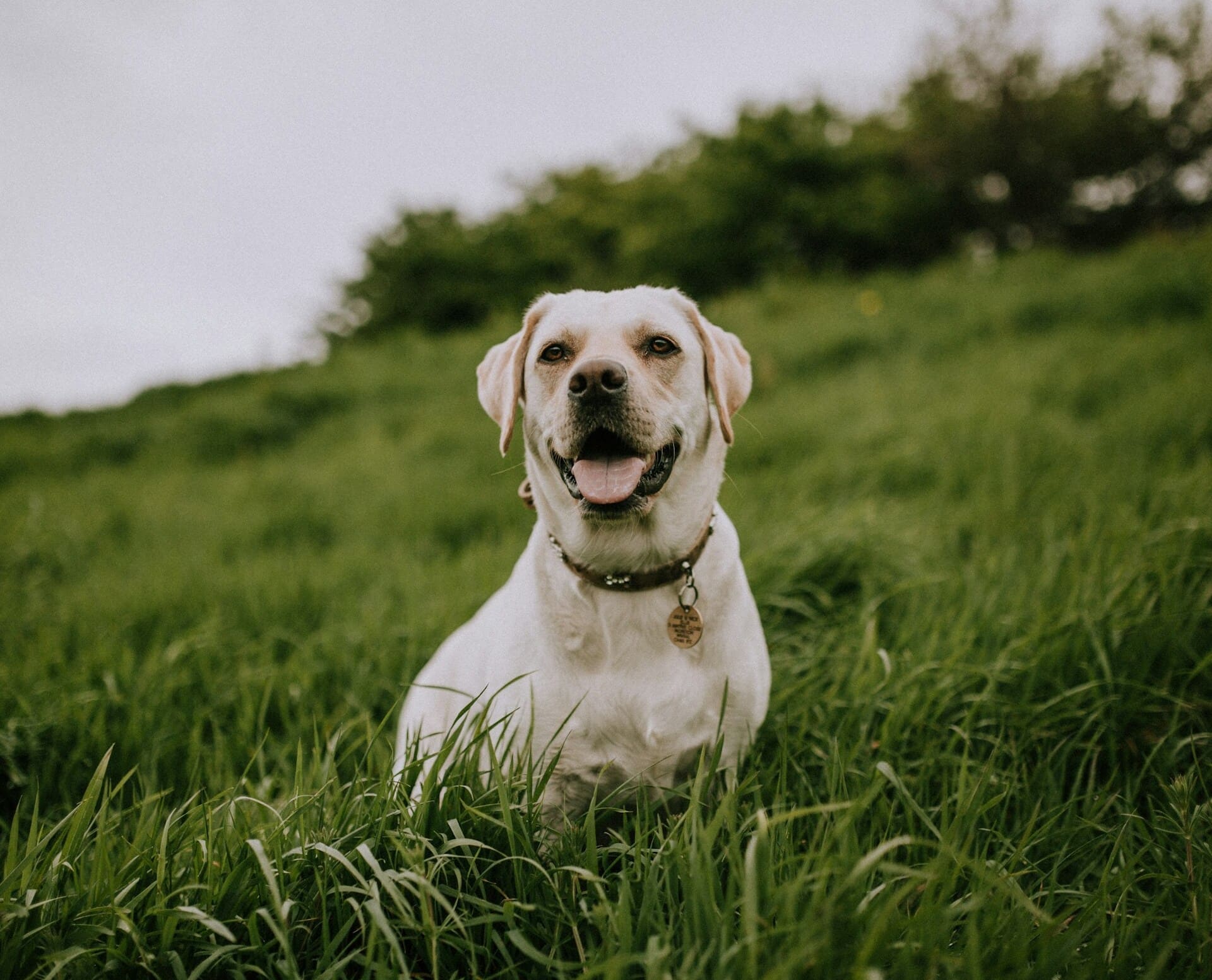 Labrador grass smile icon