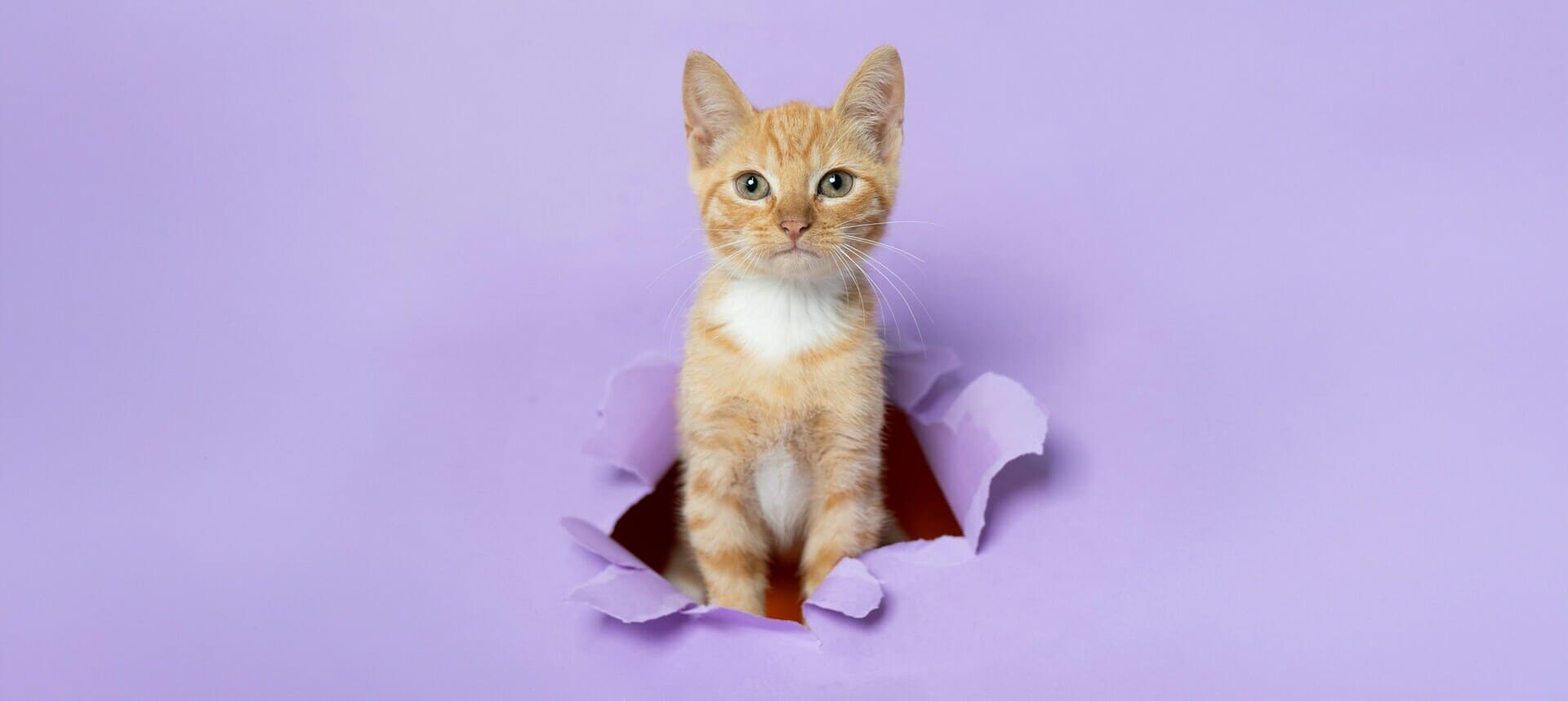 Orange kitten breakthrough icon