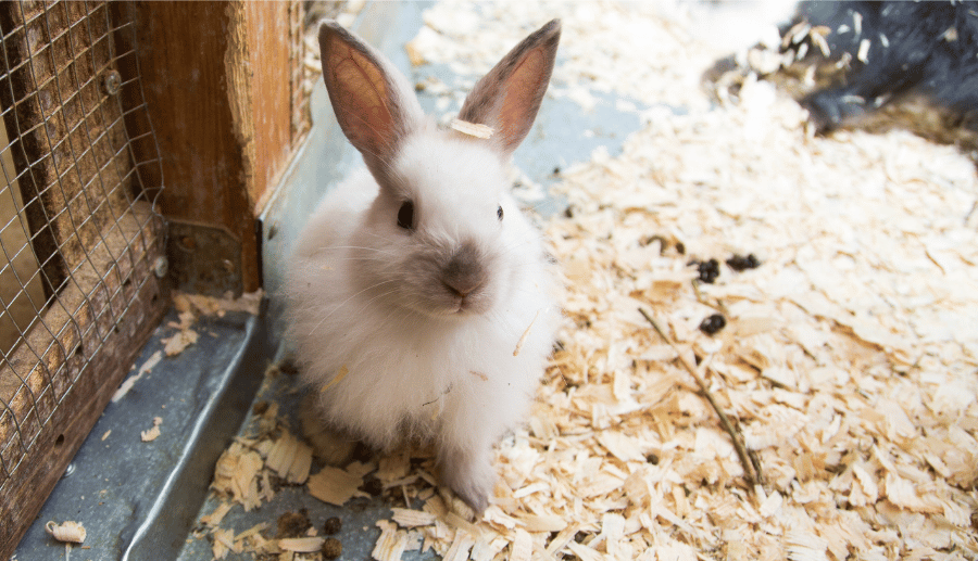 bunny rabbit in a cage