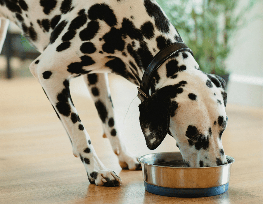 Curly brown dog relaxing